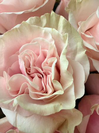 Buchet cu 37 de trandafiri roz. [2]