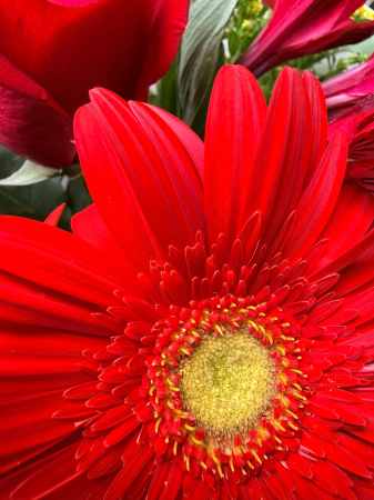 buchet gerbera [2]