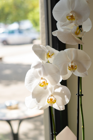 Orhidee Phalaenopsis în ghiveci [1]