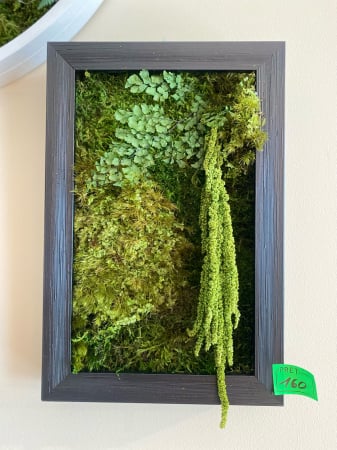 Tablou decorativ muschi și plante ornamentale [1]