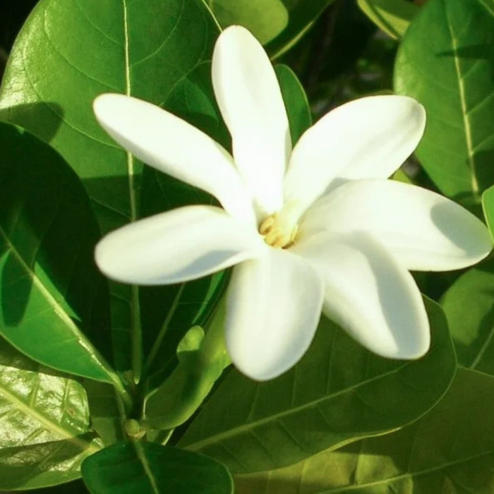 Răsfăț Tropical: Uleiul Monoi TIKI Tahiti Tiare pentru Piele și Păr [2]