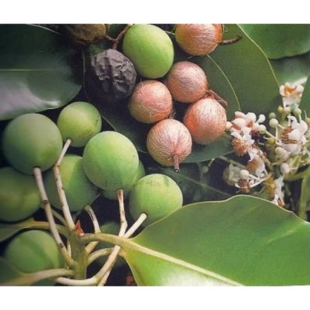 Secretul frumuseții tropicale: Monoi TIK Tamanu [1]