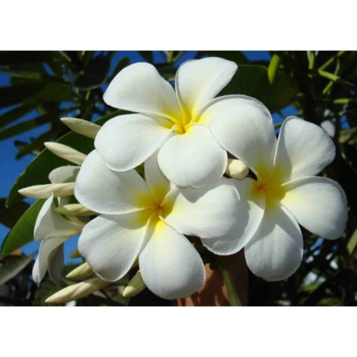 Descoperă Eleganța Tropicelor cu Uleiul Monoi TIKI Tahiti Tipanie [2]