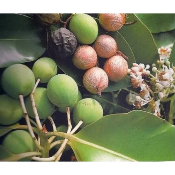 Secretul frumuseții tropicale: Monoi TIK Tamanu [2]