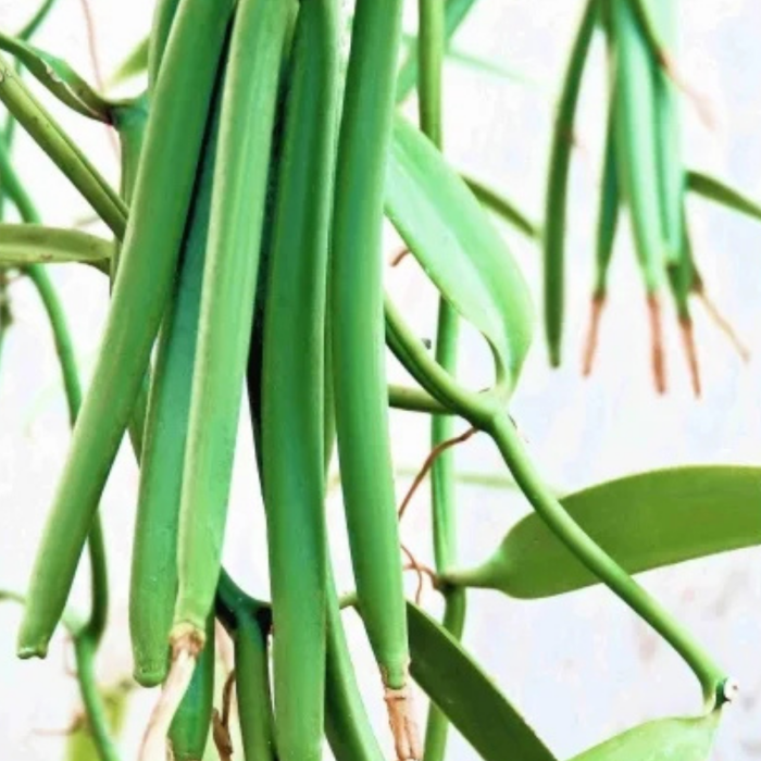 Explorare Senzorială: Ulei Natural Monoi TIKI Tahiti Vanilla pentru o Îngrijire Luxuriantă [2]