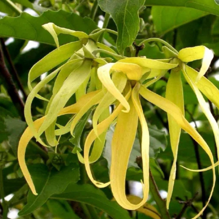 Descoperă Eleganța Naturală: Ulei Monoi TIKI Tahiti Ylang Ylang pentru Piele și Păr [1]