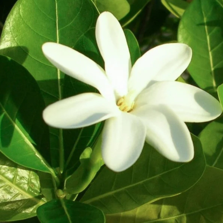 Păr luxuriant și strălucitor cu Șamponul Tiki Tahiti Tiare cu Monoi [1]