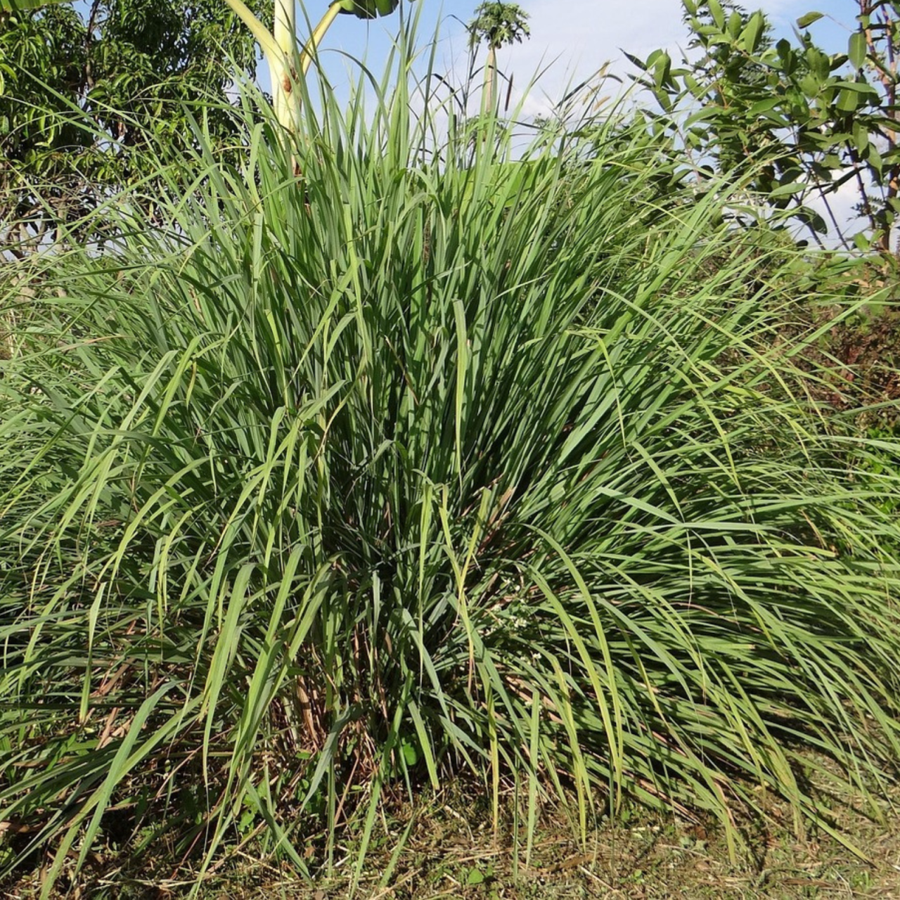 Protejați-vă împotriva țânțarilor cu uleiul natural Monoi Anti-Mosquito cu Lemon grass [4]