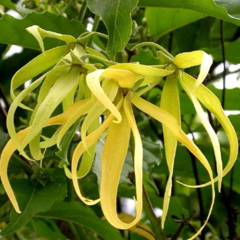 Săpun TIKI Tahiti Ylang Ylang: Lux și Exotism în Fiecare Atingere [2]