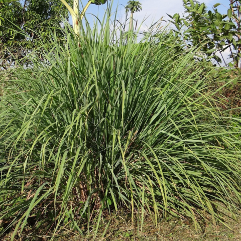 Protejați-vă împotriva țânțarilor cu uleiul natural Monoi Anti-Mosquito cu Lemon grass [3]