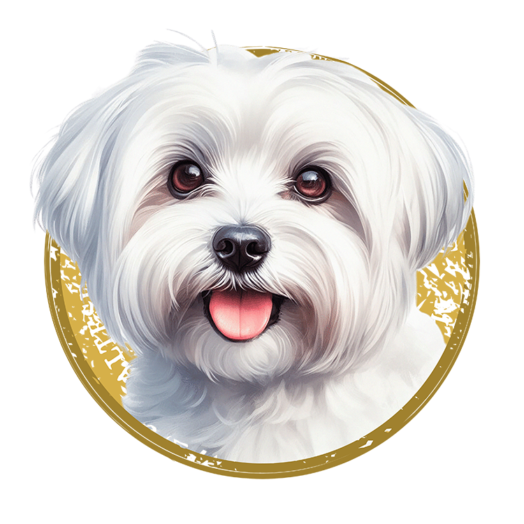Tricou Bichon Maltez/Maltese [2]