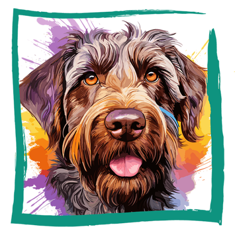 Tricou Wirehaired Pointing Griffon [1]