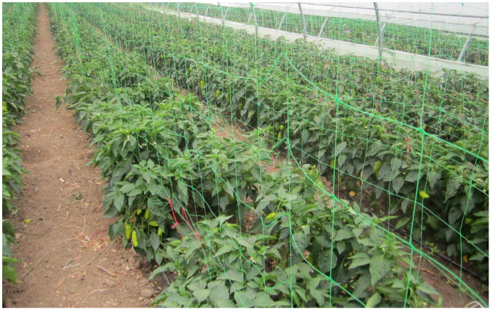 Plasa pentru Plante - 50 m.l. [3]
