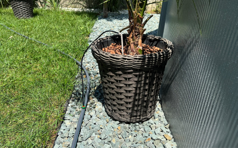 Brat Microtub Ciuperca Picurare [8]