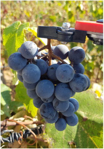 Foarfeca Recoltat [2]