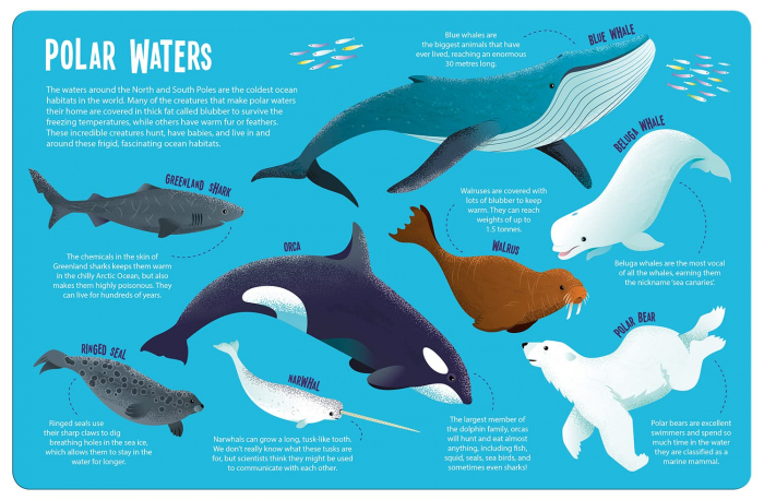 Seek and Find Ocean Animals (Seek and Find - Searchlight Books) [3]