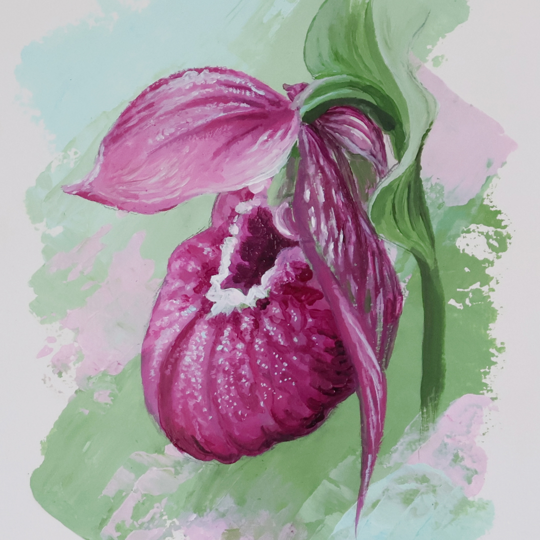 Lady's Slipper [2]
