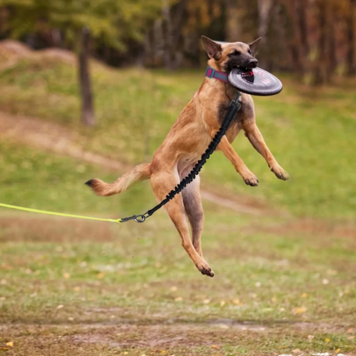 Centura de siguranta auto pentru animale VarioShop®, amortizor de socuri, fire reflectorizante, reglabila, elastica, 95 cm, Negru [6]