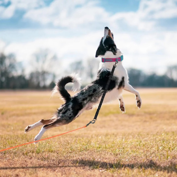 Centura de siguranta auto pentru animale VarioShop®, amortizor de socuri, fire reflectorizante, reglabila, elastica, 95 cm, Negru [7]