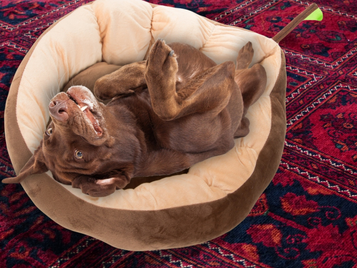 Culcuș Plușat pentru Câini și Pisici tip Frunză, Pat Moale pentru Animale de Companie, Antiderapant, 52x45 cm [2]