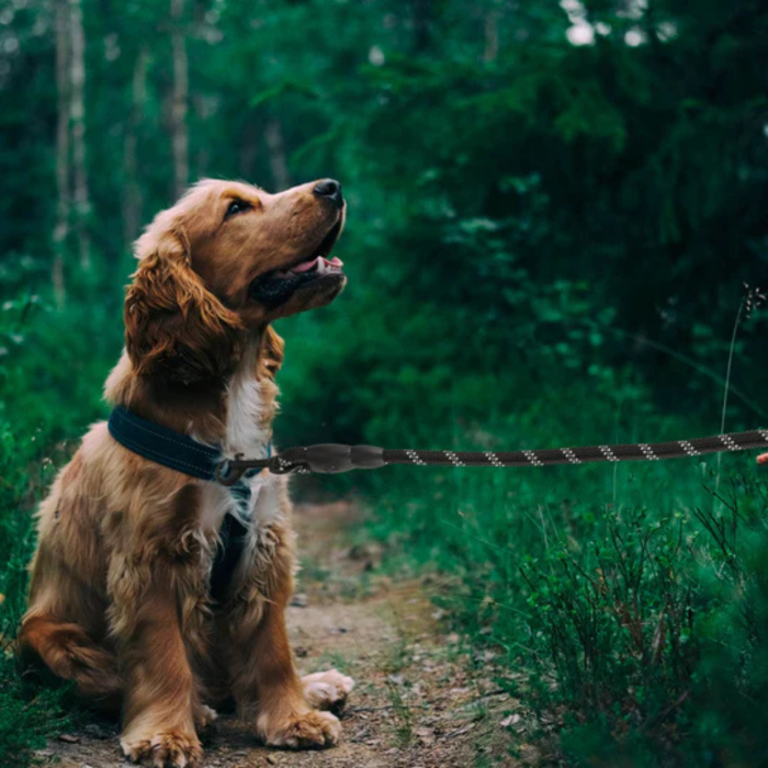 Lesa caini mari VarioShop® 3m neagra, franghie rezistenta 12 mm, reflectorizanta, maner confortabil, dispenser saci inclus – ideala pentru plimbari si dresaj [8]