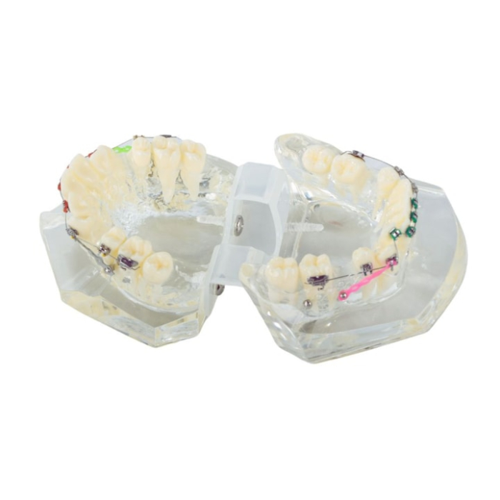 Model dentar maxilar realist cu dentitie si aparat ortodontic VarioShop®, instrument educational pentru cabinete stomatologice, igiena dentara, cursuri si demonstratii medicale [5]