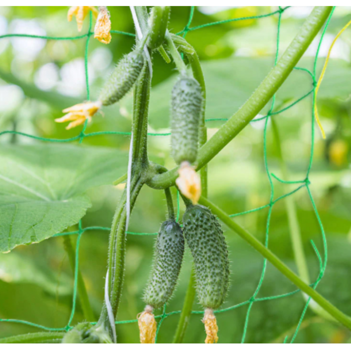 Plasa suport plante catatoare 2x20m, verde, ranforsata, pentru vita de vie, fasole, mazare si flori catatoare, instalare usoara  [2]