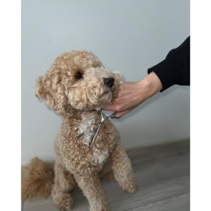 Set profesional foarfece pentru ingrijirea cainilor VarioShop®, foarfece drepte, pentru subtiere si curbate, accesorii incluse, husa [5]