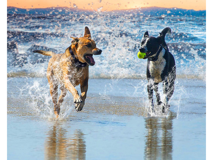 Zgardă de dresaj electrică pentru câini cu telecomandă – rază 800 m [4]