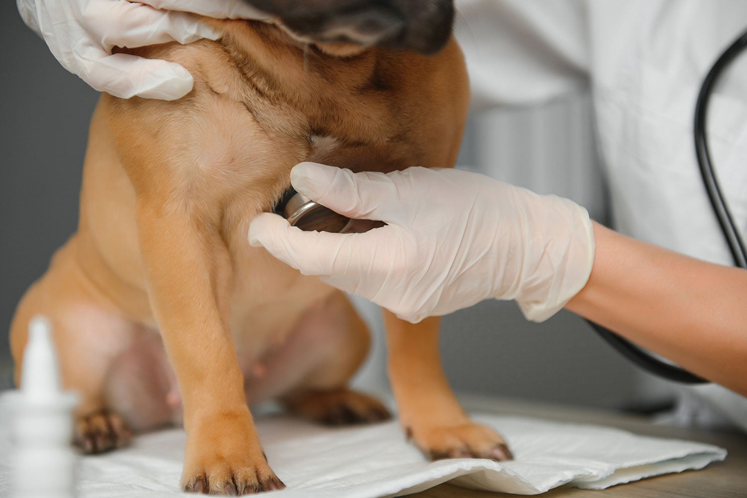 Afecțiunile hepatice la animale: soluții moderne pentru protejarea ficatului