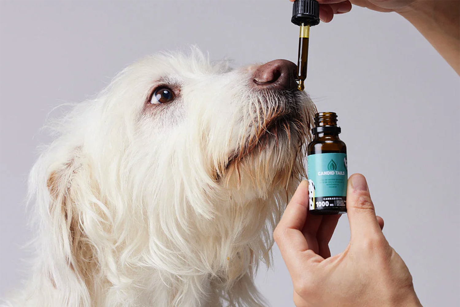 Beneficiile CBD-ului pentru animale