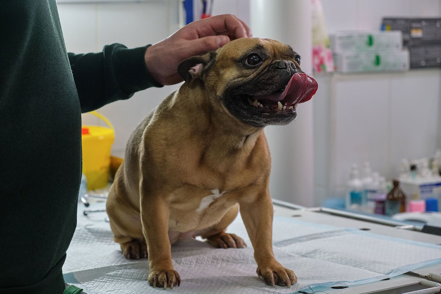 Boala renală la animale – simptome, cauze și soluții pentru prevenție