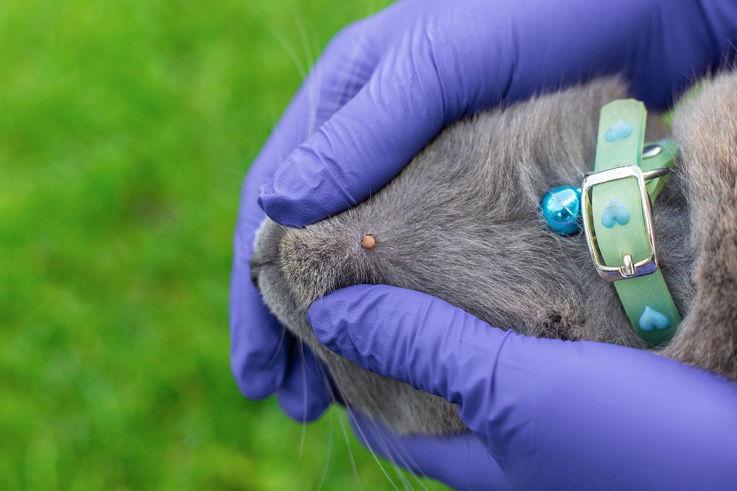 Ehrlichioza și anaplasmoza la animale: simptome, diagnostic, tratament și prevenție