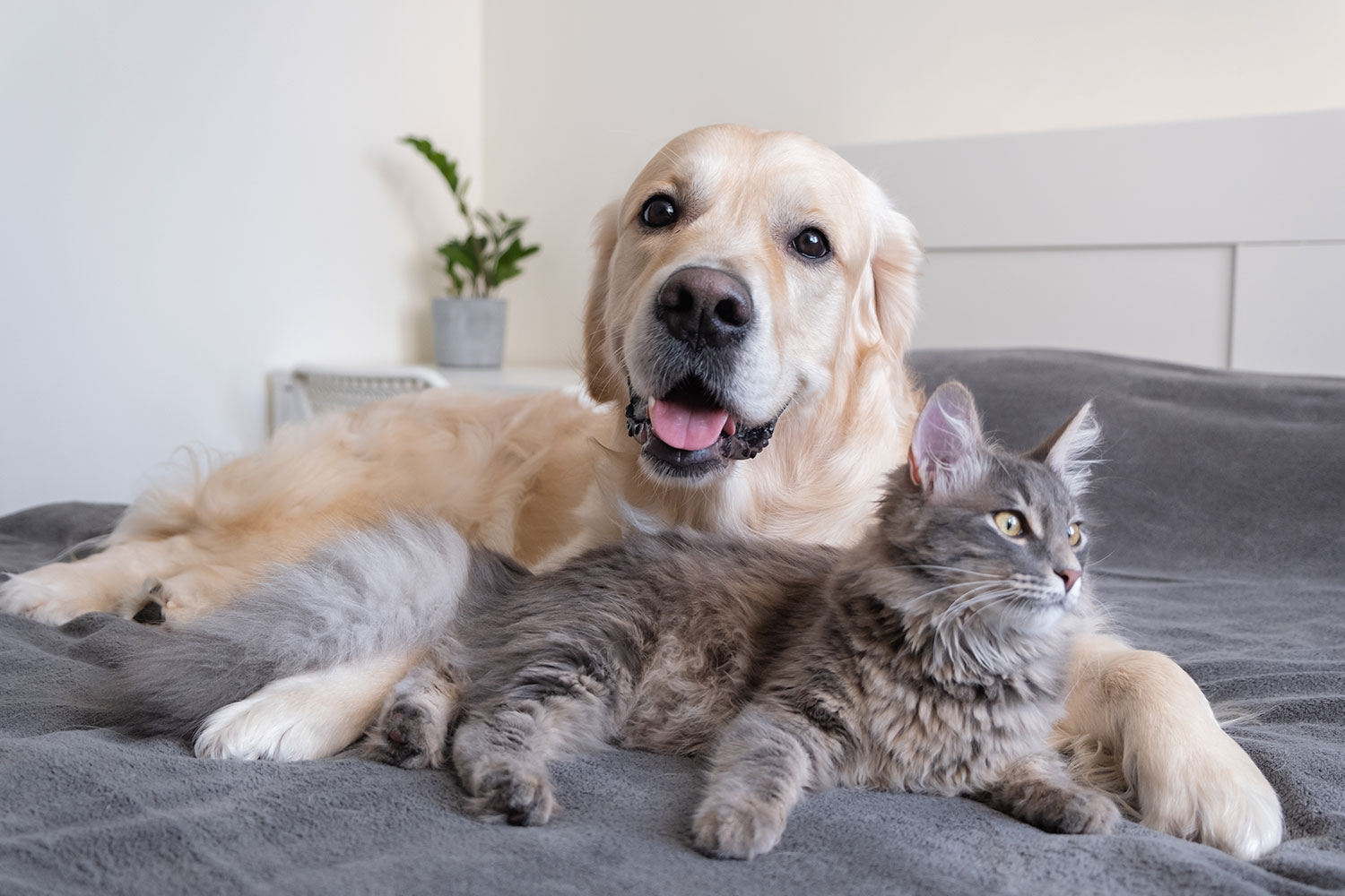 Hrana și suplimentele pentru animalele senior: cum alegi nutriția optimă
