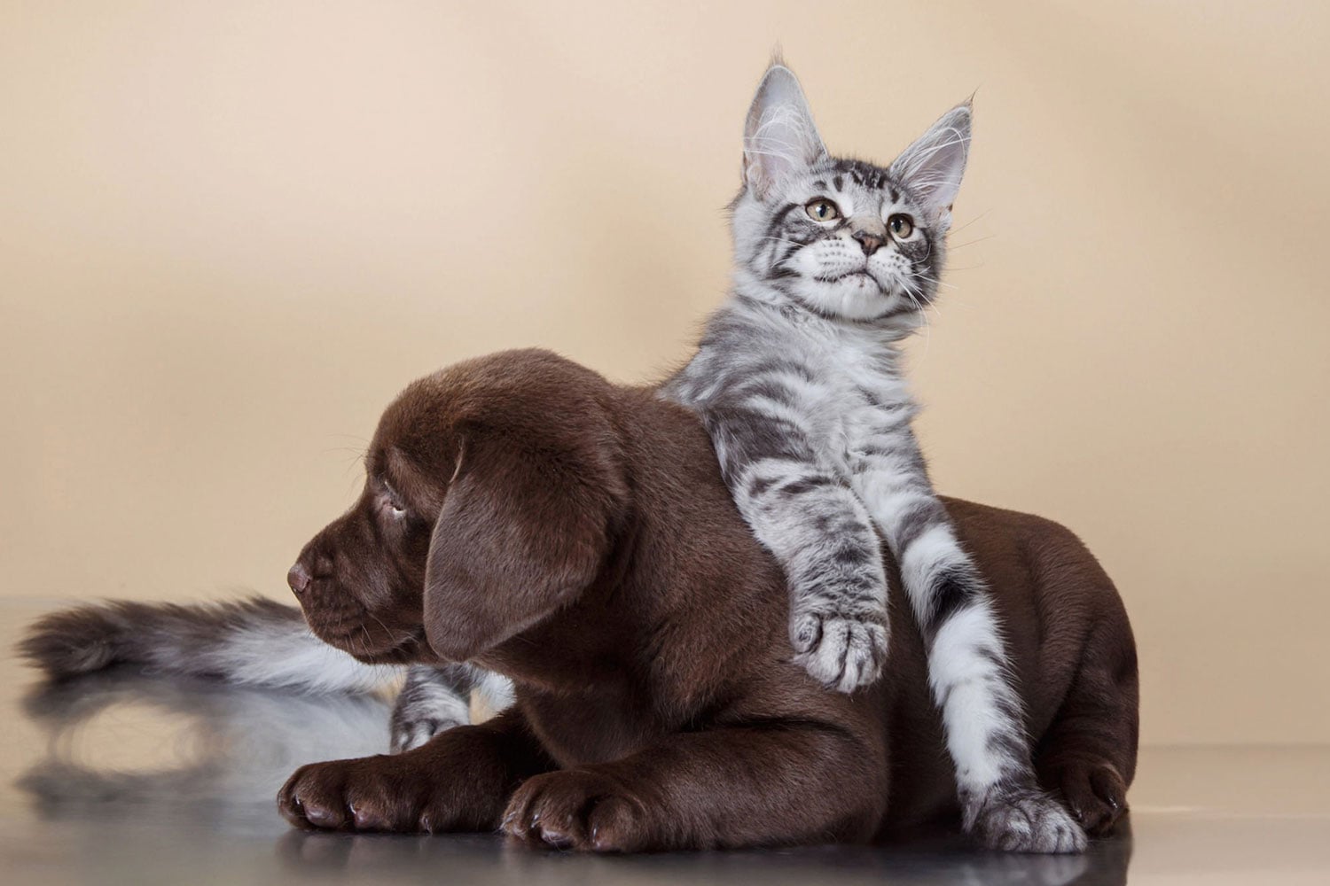 Hrana și suplimentele potrivite pentru puii de câini și pisici