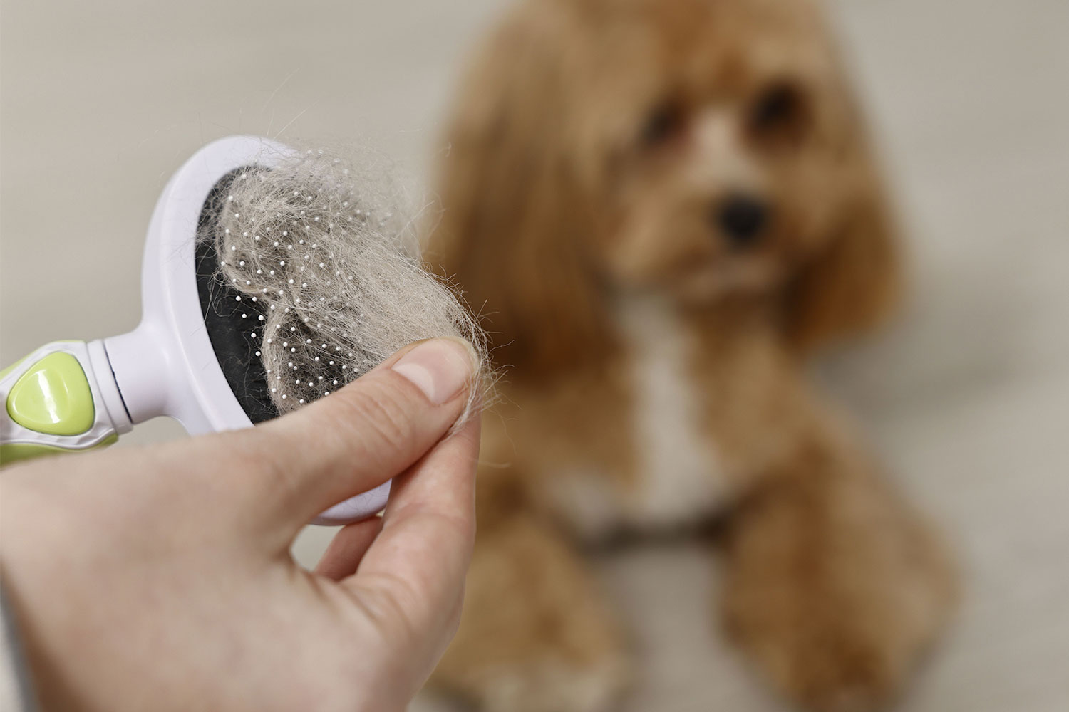 Năpârlirea la câini și pisici: sfaturi pentru o blană sănătoasă