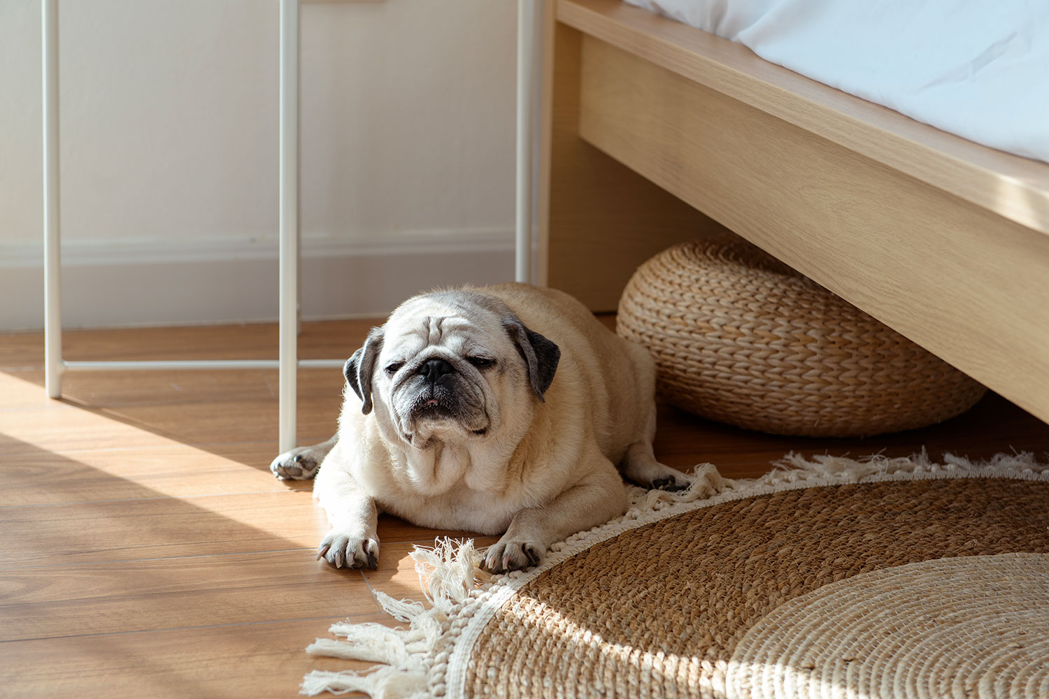 Obezitatea la animalele de companie: cauze și ghid către o slăbire sănătoasă