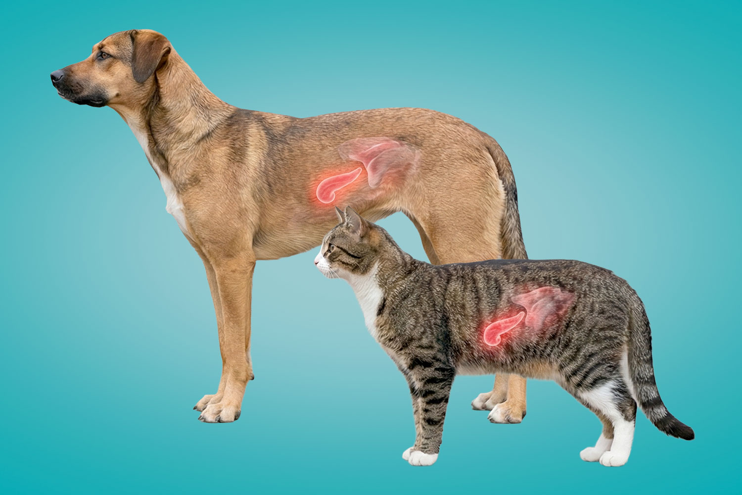 Pancreatita la animale: ce este și cum se tratează