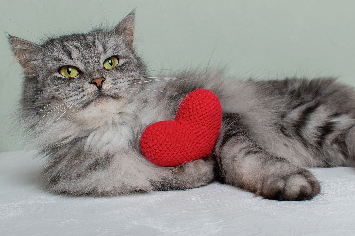 Problemele cardiace la animale – cum le recunoști și ai grijă de inima lor