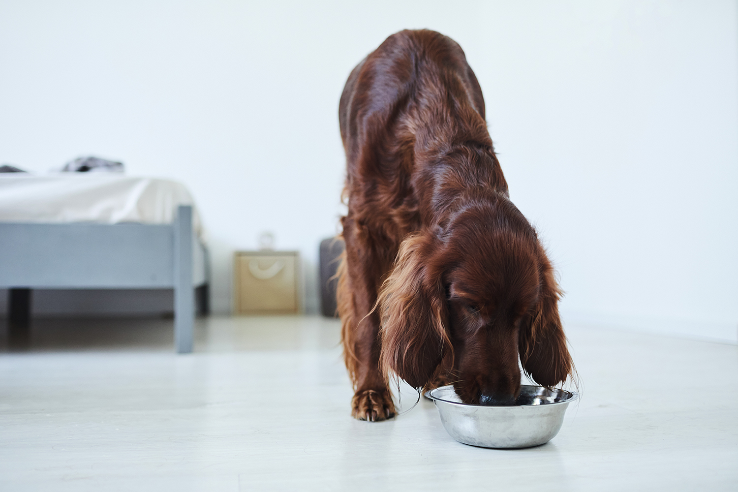 Problemele gastrointestinale la câini și pisici: cauze, simptome și soluții