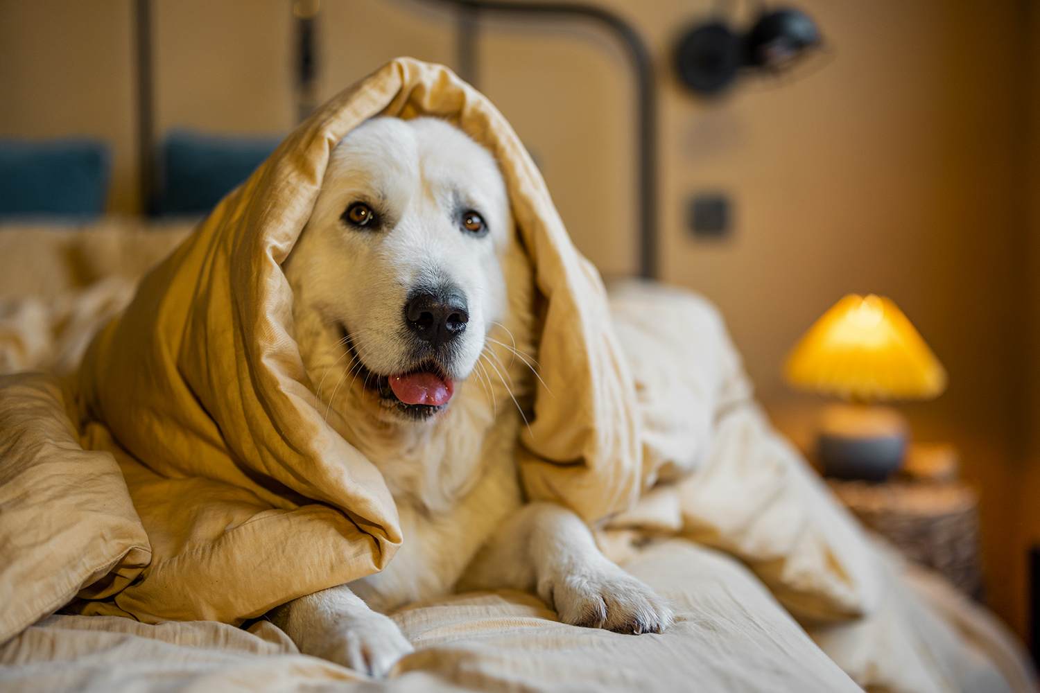 Răcelile și infecțiile respiratorii la animale: cum le recunoști și le tratezi corect