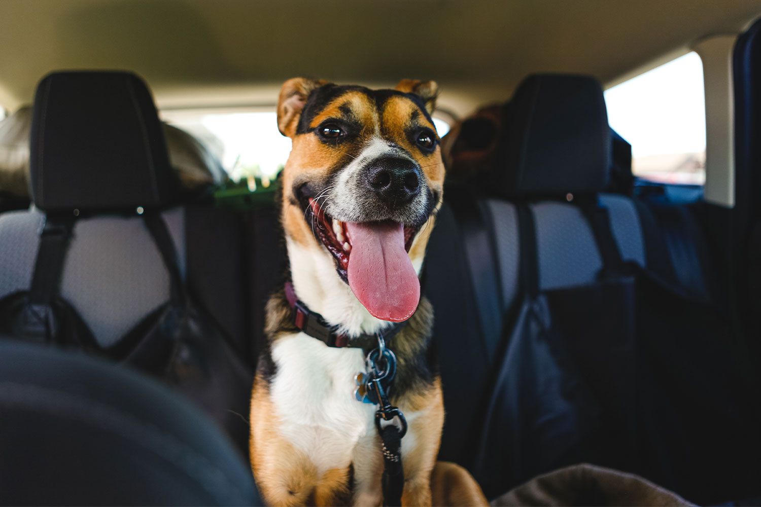 Răul de mișcare și vărsăturile la animalele de companie: cauze, simptome și soluții eficiente