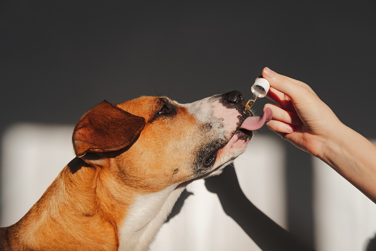 Ce beneficii are uleiul de krill pentru animale