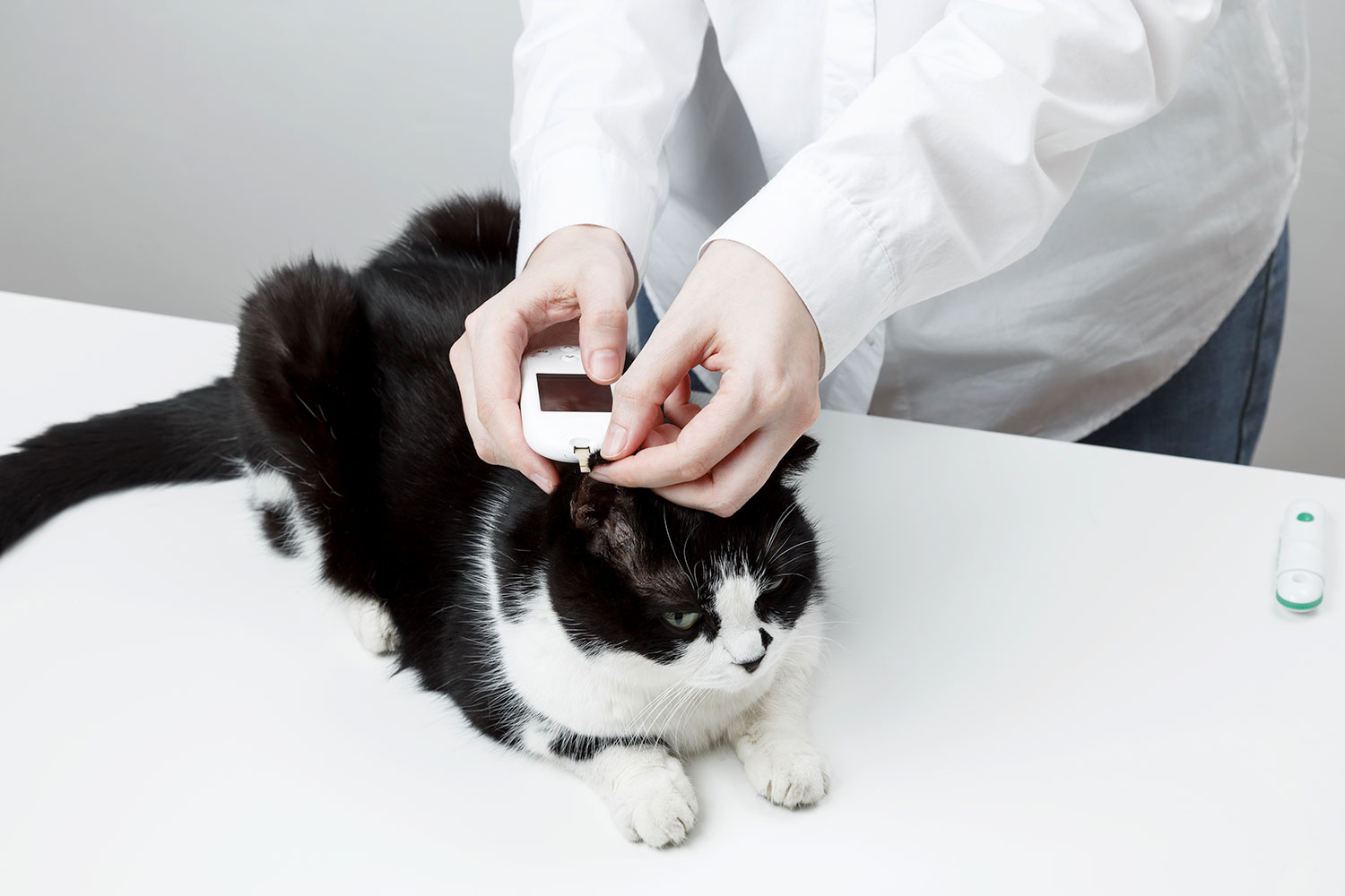 Diabetul la pisici: cauze, simptome și soluții moderne