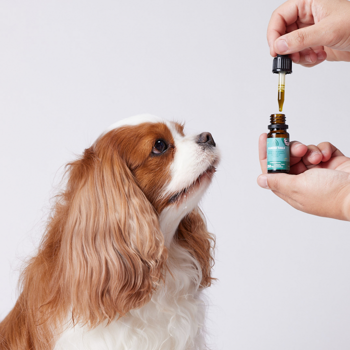 Petibidiol Oil 350 mg (3.5%) for Small Dogs - 10 ml [3]