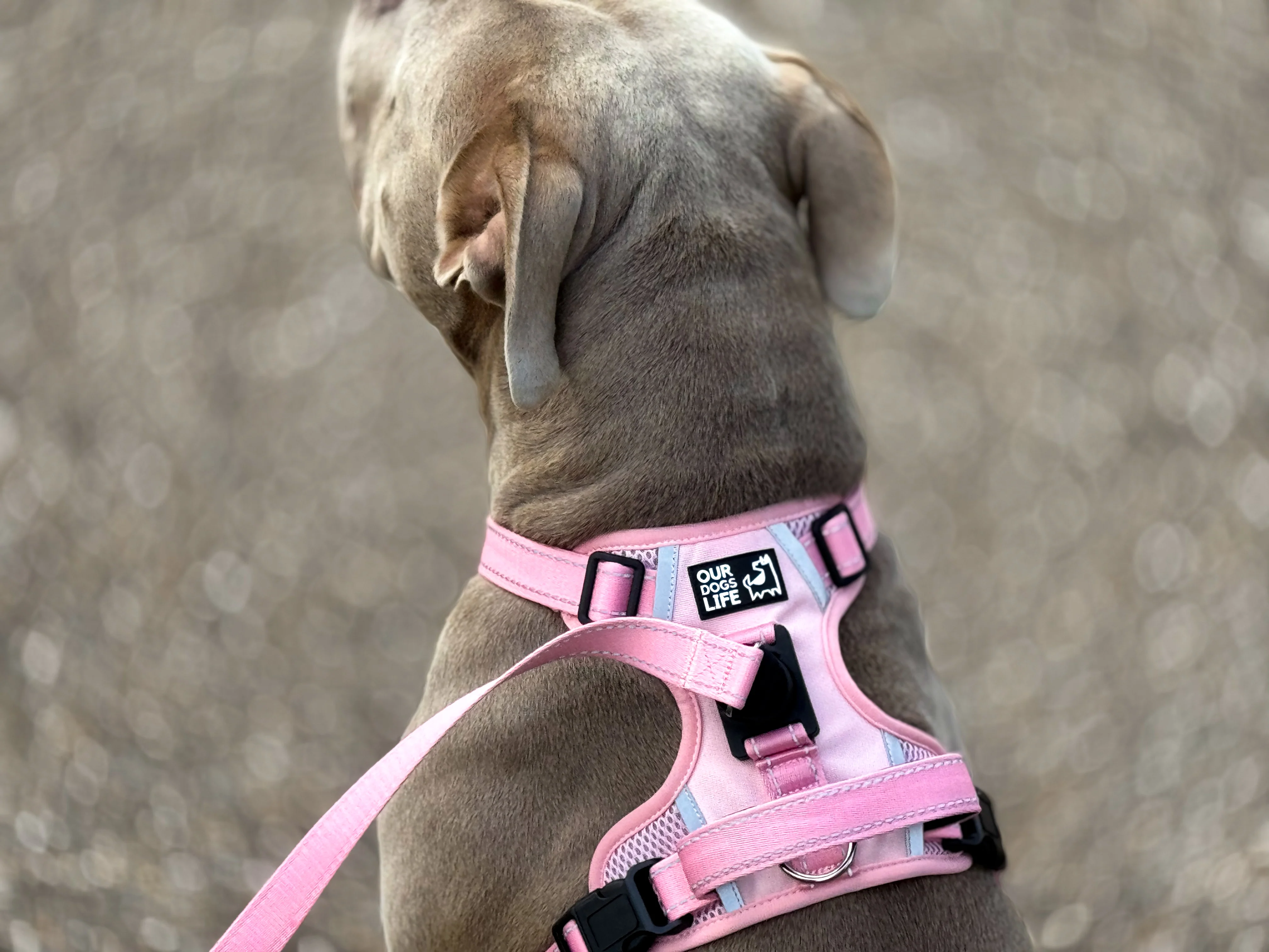 Ham pentru câini OurDogsLife - Negru - Medium [1]