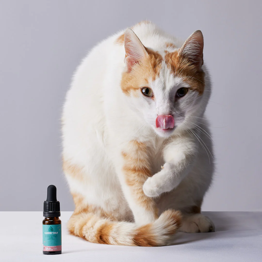 Petibidiol Oil 250 mg (2.5%) for Cats - 10 ml [6]