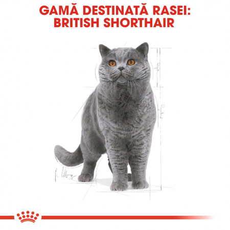 Royal Canin British Shorthair Adult Cat - 10 kg [2]