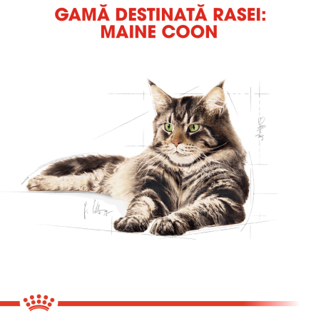 Royal Canin Maine Coon Adult Cat - 10 kg [3]