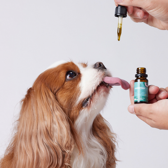 Petibidiol Oil 350 mg (3.5%) Natural CBD for Small Dogs - 10 ml [3]